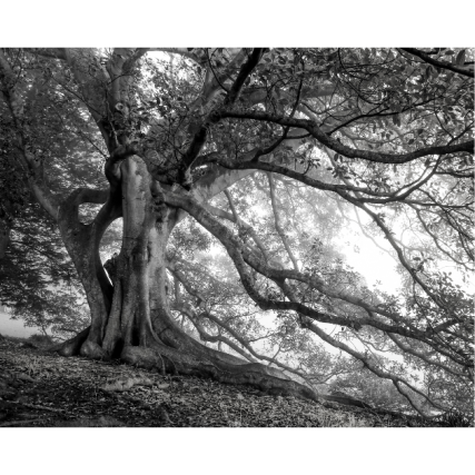 Te Wāhi Toi - Eric Schusser   |   Photographic Artist